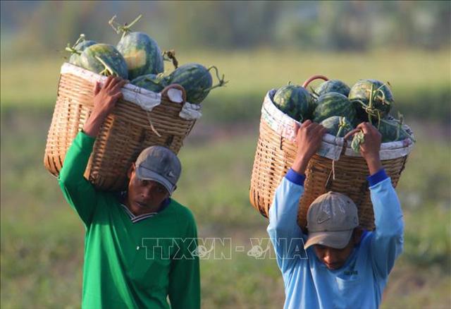 Dưa hấu được giá sau Tết - Ảnh 8. Dưa hấu được giá sau Tết - Ảnh 8.