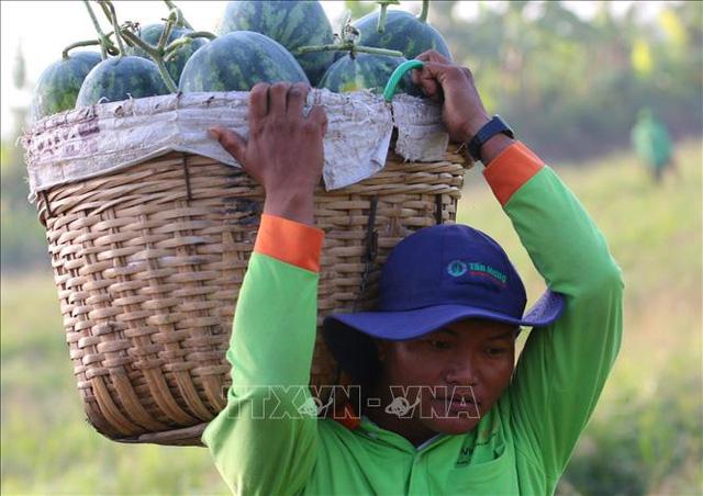 Dưa hấu được giá sau Tết - Ảnh 6. Dưa hấu được giá sau Tết - Ảnh 6.