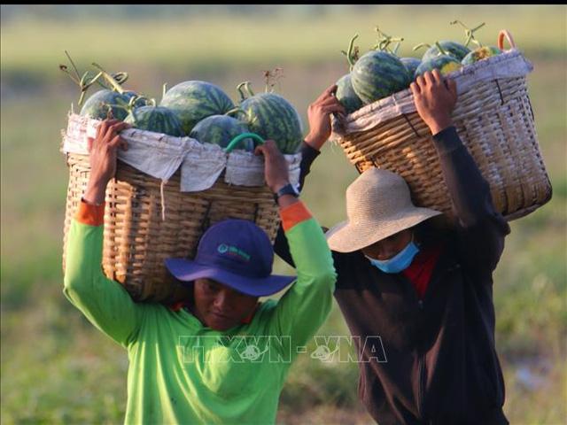 Dưa hấu được giá sau Tết - Ảnh 2. Dưa hấu được giá sau Tết - Ảnh 2.