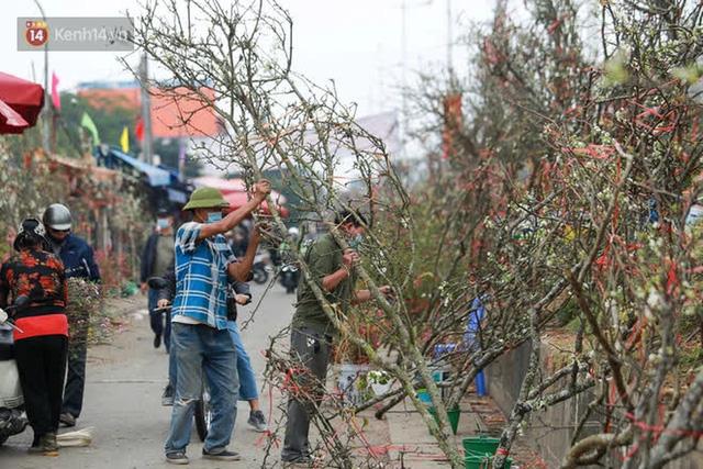 Ảnh: Hàng trăm người dân Hà Nội đổ xô đi mua hoa lê về chơi Rằm tháng Giêng - Ảnh 13. Ảnh: Hàng trăm người dân Hà Nội đổ xô đi mua hoa lê về chơi Rằm tháng Giêng - Ảnh 13.