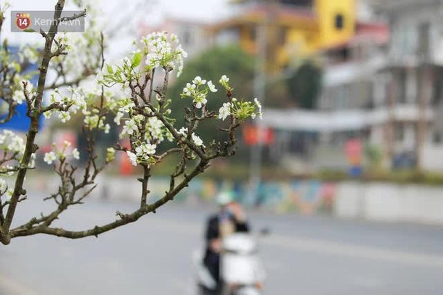 Ảnh: Hàng trăm người dân Hà Nội đổ xô đi mua hoa lê về chơi Rằm tháng Giêng - Ảnh 1. Ảnh: Hàng trăm người dân Hà Nội đổ xô đi mua hoa lê về chơi Rằm tháng Giêng - Ảnh 1.