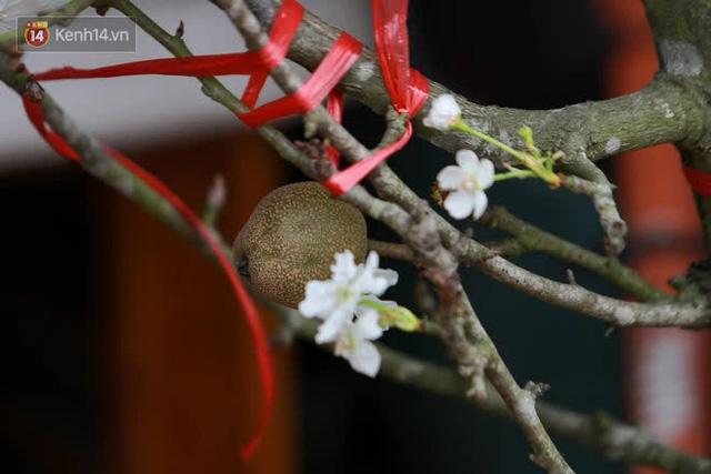 Ảnh: Hàng trăm người dân Hà Nội đổ xô đi mua hoa lê về chơi Rằm tháng Giêng - Ảnh 2. Ảnh: Hàng trăm người dân Hà Nội đổ xô đi mua hoa lê về chơi Rằm tháng Giêng - Ảnh 2.