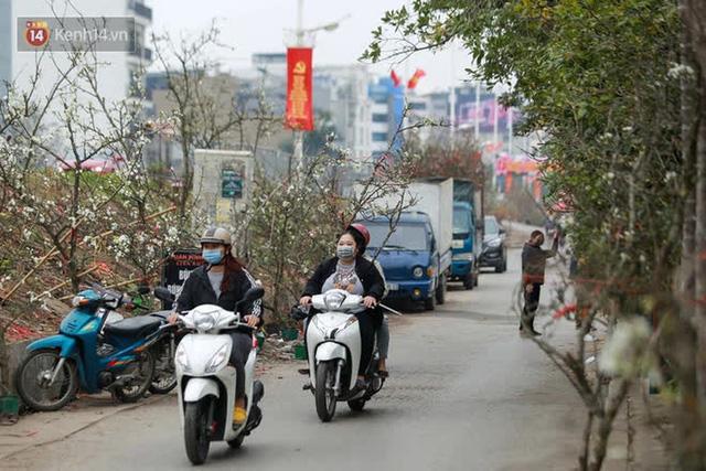 Ảnh: Hàng trăm người dân Hà Nội đổ xô đi mua hoa lê về chơi Rằm tháng Giêng - Ảnh 14. Ảnh: Hàng trăm người dân Hà Nội đổ xô đi mua hoa lê về chơi Rằm tháng Giêng - Ảnh 14.