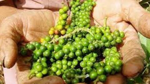 Giá hồ tiêu hôm nay 12/4/2022: Thị trường diễn biến trái chiều