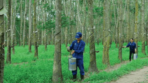 Liên tiếp các quỹ đầu tư gom mua cổ phiếu PHR của Cao su Phước Hòa