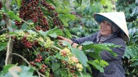 Giá cà phê Robusta quay đầu phục hồi về mức 3.904 USD/tấn