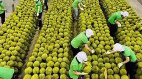 Xuất khẩu rau quả 2025, dự kiến khó về đích