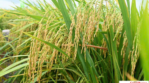Tiêu điểm 24h