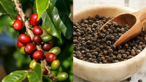 Tiêu điểm 24h