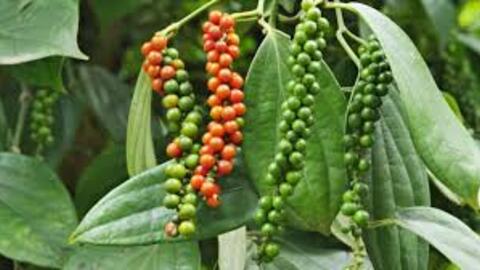 Giá tiêu hôm nay 29/12/2025: Cao nhất 151.000 đồng/kg