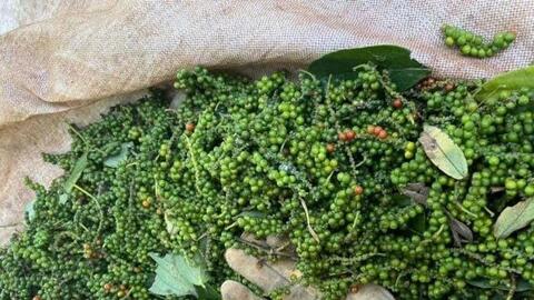 Bản tin nông sản hôm nay (31-12): Giá cà phê tăng mạnh