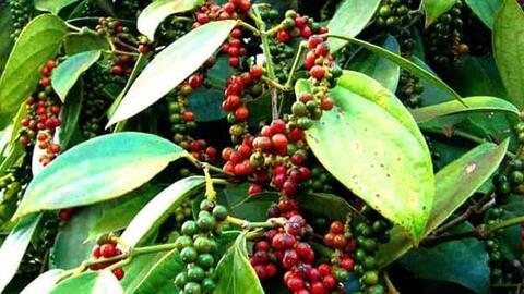 Bản tin nông sản hôm nay (13-1): Giá cà phê, hồ tiêu đi ngang