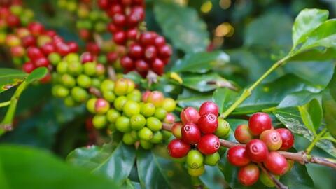 Giá cà phê hôm nay 14/1/2026: Giảm nhẹ ở Lâm Đồng