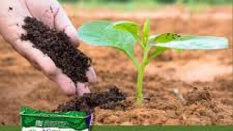 Thị trường phân bón qua dữ liệu truyền thông Quý IV/2025