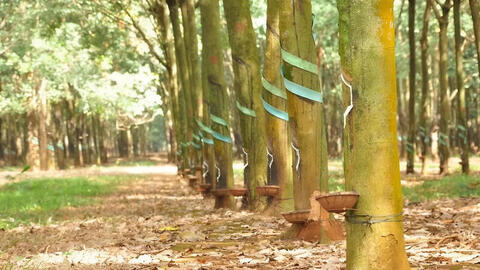 Ngành cao su Việt Nam tăng tốc xanh hóa để vượt áp lực thị trường