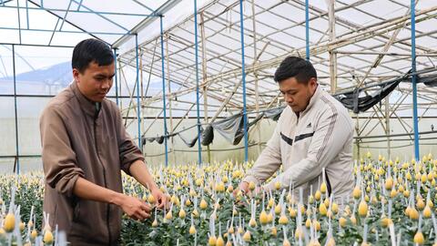 Lâm Đồng: Người dân tất bật chuẩn bị cho vụ hoa Tết 2026