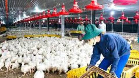 Đồng Nai: Mời gọi đầu tư dự án chăn nuôi, sản xuất, chế biến 30.500 tỷ đồng