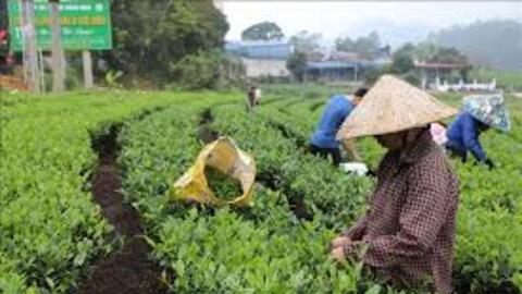 Thực hiện hiệu quả các chính sách cho vùng đồng bào dân tộc thiểu số và miền núi