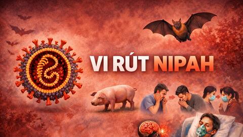 Vi rút Nipah tái xuất ở Ấn Độ, Bộ Y tế Việt Nam phát cảnh báo khẩn