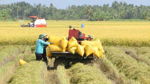 Thủ tướng chỉ đạo chủ động điều hành sản xuất, tiêu thụ lúa gạo trước tình hình mới