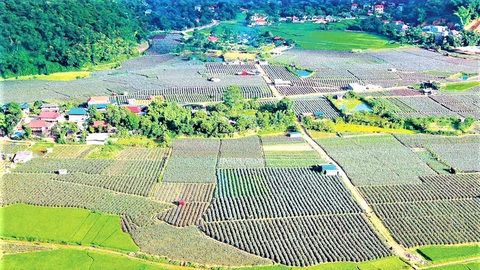 Sơn La: Nông thôn chuyển mình, kinh tế bứt nhịp