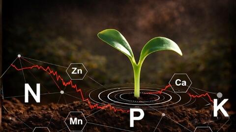 Cổ phiếu phân bón hưởng lợi từ giá dầu tăng, nhưng rủi ro vẫn hiện diện