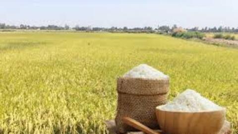 Giá lúa gạo hôm nay ngày 9/4: Lúa tươi tiếp đà tăng nhẹ