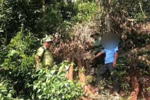 Bắt tạm giam 4 đối tượng vi phạm các quy định về quản lý, khai thác, bảo vệ rừng và lâm sản