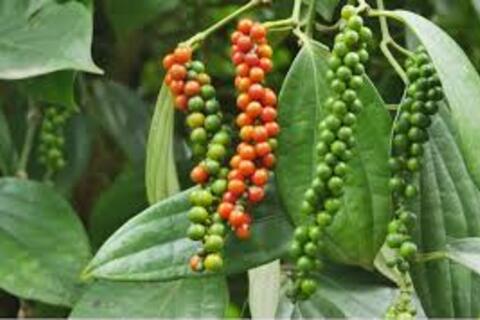 <a href="/thong-tin-thi-truong" title="Thông tin thị trường" rel="dofollow">Thông tin thị trường</a>