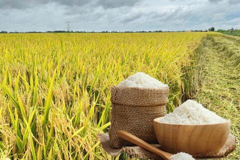 Giá lúa gạo hôm nay ngày 5/7: Lúa tươi tiếp đà tăng, gạo bình ổn