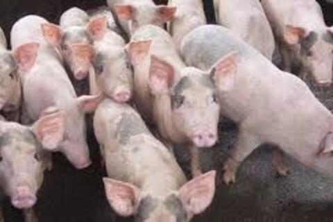 <a href="/thong-tin-thi-truong" title="Thông tin thị trường" rel="dofollow">Thông tin thị trường</a>