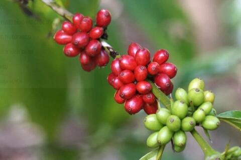 <a href="/thong-tin-thi-truong" title="Thông tin thị trường" rel="dofollow">Thông tin thị trường</a>