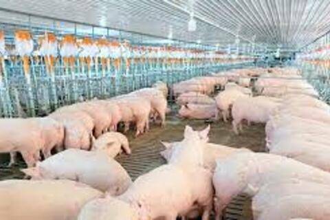 <a href="/thong-tin-thi-truong" title="Thông tin thị trường" rel="dofollow">Thông tin thị trường</a>