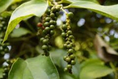 <a href="/thong-tin-thi-truong" title="Thông tin thị trường" rel="dofollow">Thông tin thị trường</a>