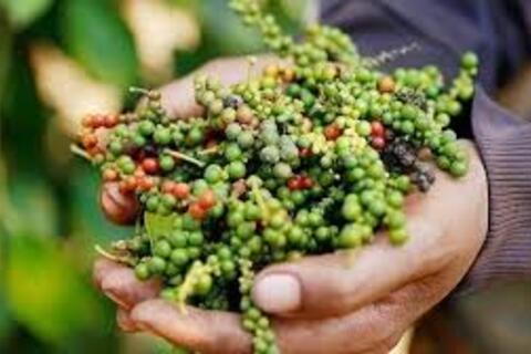 Giá tiêu hôm nay 18/11/2025: Phục hồi lại đỉnh 146.000 đồng/kg