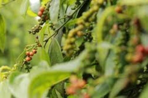 Giá tiêu hôm nay 19/11/2025: Nối dài đà tăng thứ 2, Lâm Đồng giữ vững đỉnh