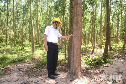 Hiệu quả từ trồng rừng gỗ lớn ở Gia Lai