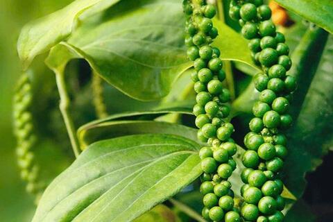 Bản tin nông sản hôm nay (16-12): Giá hồ tiêu giảm nhẹ