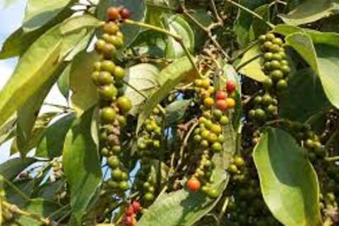 Giá tiêu hôm nay 16/12/2025: Tiếp chuỗi giảm nhẹ đầu tuần