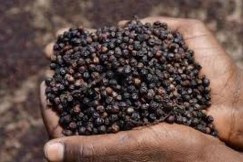 Xuất xứ hàng hóa và con đường nâng giá trị hồ tiêu, gia vị Việt Nam