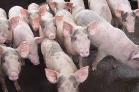 <a href="/thong-tin-thi-truong" title="Thông tin thị trường" rel="dofollow">Thông tin thị trường</a>