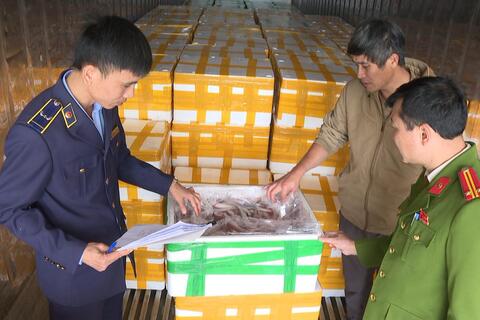 Thanh Hóa: Kiểm tra, phát hiện và thu giữ hơn 10 tấn cá khoai sử dụng chất cấm