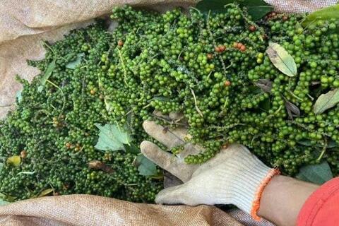 Bản tin nông sản hôm nay (31-12): Giá cà phê tăng mạnh