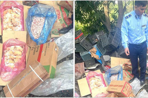 Sơn La: Phát hiện gần 400 kg chân gà, thịt đông lạnh không rõ nguồn gốc