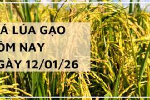 <a href="/thong-tin-thi-truong" title="Thông tin thị trường" rel="dofollow">Thông tin thị trường</a>