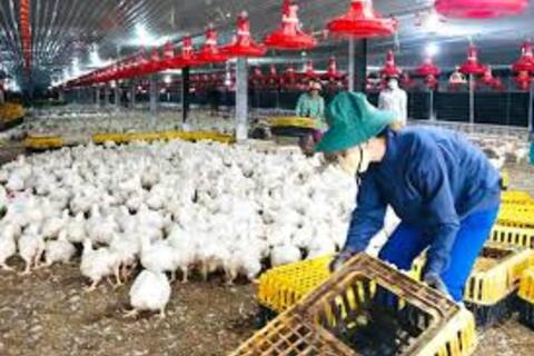 Đồng Nai: Mời gọi đầu tư dự án chăn nuôi, sản xuất, chế biến 30.500 tỷ đồng