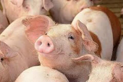 <a href="/thong-tin-thi-truong" title="Thông tin thị trường" rel="dofollow">Thông tin thị trường</a>