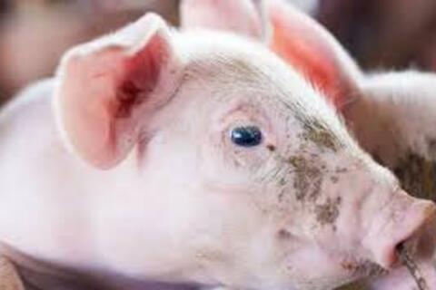 <a href="/thong-tin-thi-truong" title="Thông tin thị trường" rel="dofollow">Thông tin thị trường</a>