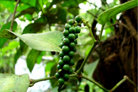 <a href="/thong-tin-thi-truong" title="Thông tin thị trường" rel="dofollow">Thông tin thị trường</a>