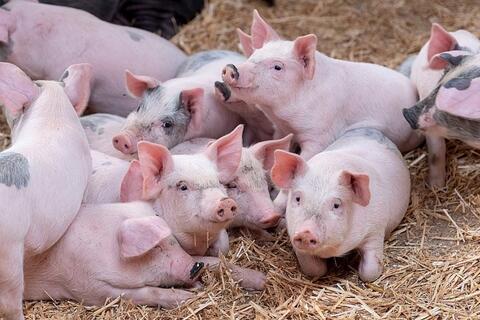 <a href="/thong-tin-thi-truong" title="Thông tin thị trường" rel="dofollow">Thông tin thị trường</a>